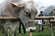 Maifest und 6. Braunviehschau 2011 am Badesee in Mieming