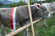 Maifest und 6. Braunviehschau 2011 am Badesee in Mieming