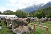 Maifest und 6. Braunviehschau 2011 am Badesee in Mieming