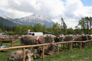 Maifest und 6. Braunviehschau 2011 am Badesee in Mieming