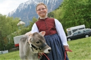 Maifest und 6. Braunviehschau 2011 am Badesee in Mieming