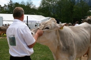 Maifest und 6. Braunviehschau 2011 am Badesee in Mieming