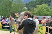Maifest und 6. Braunviehschau 2011 am Badesee in Mieming