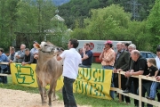 Maifest und 6. Braunviehschau 2011 am Badesee in Mieming