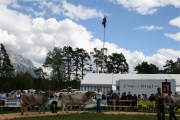 Maifest und 6. Braunviehschau 2011 am Badesee in Mieming