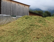 Maisernte am Bauernhof Post in Obermieming