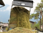 Maisernte am Bauernhof Post in Obermieming