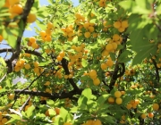 Mariä Himmelfahrt und Kräuterweihe – „Der schönste Tag des Sommers 2012“