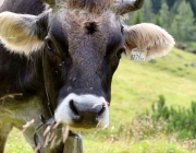 Marienberg-Alm – Bergmesse und Bergfest