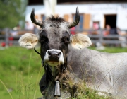 Marienberg-Alm – Bergmesse und Bergfest