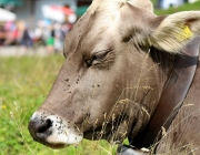 Marienberg-Alm – Bergmesse und Bergfest