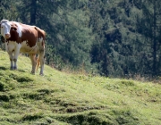 Almmesse auf der Marienberg Alm im August 2015