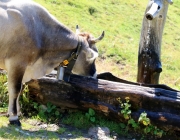 Almmesse auf der Marienberg Alm im August 2015