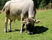 Almmesse auf der Marienberg Alm im August 2015