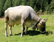 Almmesse auf der Marienberg Alm im August 2015