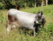 Almmesse auf der Marienberg Alm im August 2015
