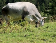 Almmesse auf der Marienberg Alm im August 2015