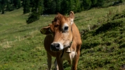 Marienberg-Almfest-2022-18-von-53