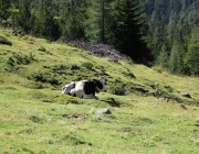Marienbergalm - Almmesse und Almfest im August 2017