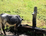 Marienbergalm - Almmesse und Almfest im August 2017