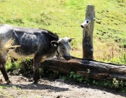 Marienbergalm - Almmesse und Almfest im August 2017