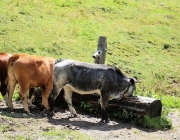 Marienbergalm - Almmesse und Almfest im August 2017
