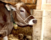 Viehauftrieb zum Vorberg der Marienbergalm – Auftakt zum Almsommer