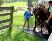 Viehauftrieb zum Vorberg der Marienbergalm – Auftakt zum Almsommer
