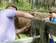 Viehauftrieb zum Vorberg der Marienbergalm – Auftakt zum Almsommer