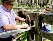 Viehauftrieb zum Vorberg der Marienbergalm – Auftakt zum Almsommer