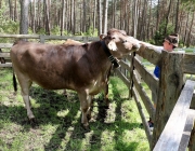 Viehauftrieb zum Vorberg der Marienbergalm – Auftakt zum Almsommer