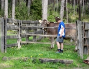 Viehauftrieb zum Vorberg der Marienbergalm – Auftakt zum Almsommer