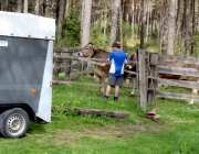 Viehauftrieb zum Vorberg der Marienbergalm – Auftakt zum Almsommer