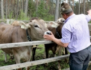 Viehauftrieb zum Vorberg der Marienbergalm – Auftakt zum Almsommer