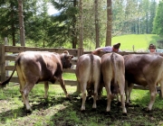 Viehauftrieb zum Vorberg der Marienbergalm – Auftakt zum Almsommer