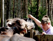 Viehauftrieb zum Vorberg der Marienbergalm – Auftakt zum Almsommer