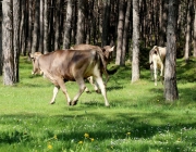 Viehauftrieb zum Vorberg der Marienbergalm – Auftakt zum Almsommer