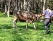Viehauftrieb zum Vorberg der Marienbergalm – Auftakt zum Almsommer