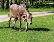 Viehauftrieb zum Vorberg der Marienbergalm – Auftakt zum Almsommer