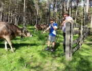 Viehauftrieb zum Vorberg der Marienbergalm – Auftakt zum Almsommer