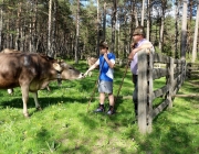 Viehauftrieb zum Vorberg der Marienbergalm – Auftakt zum Almsommer