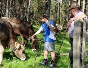 Viehauftrieb zum Vorberg der Marienbergalm – Auftakt zum Almsommer