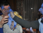 Maskenball der Mieminger Bäuerinnen 2013 – „…Schlumpfblau“