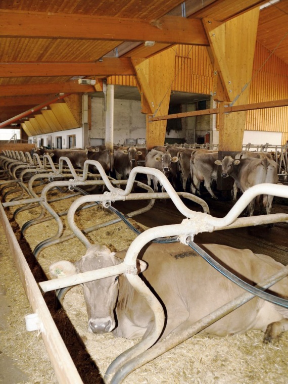 Michelerhof in Mieming – Wo Milch und Joghurt fließen…