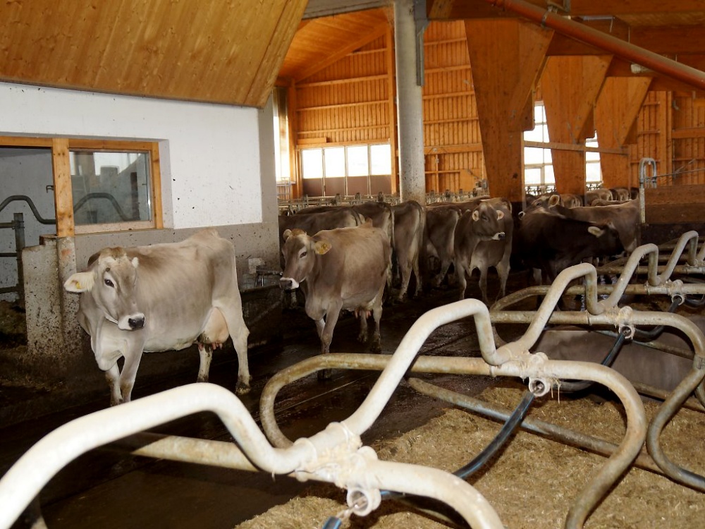 Michelerhof in Mieming – Wo Milch und Joghurt fließen…