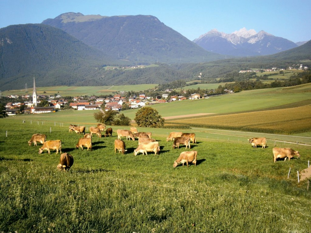 Michelerhof in Mieming – Wo Milch und Joghurt fließen…