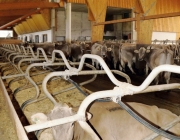 Michelerhof in Mieming – Wo Milch und Joghurt fließen…