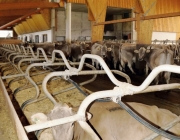 Michelerhof in Mieming – Wo Milch und Joghurt fließen…