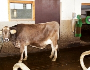 Michelerhof in Mieming – Wo Milch und Joghurt fließen…