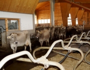 Michelerhof in Mieming – Wo Milch und Joghurt fließen…